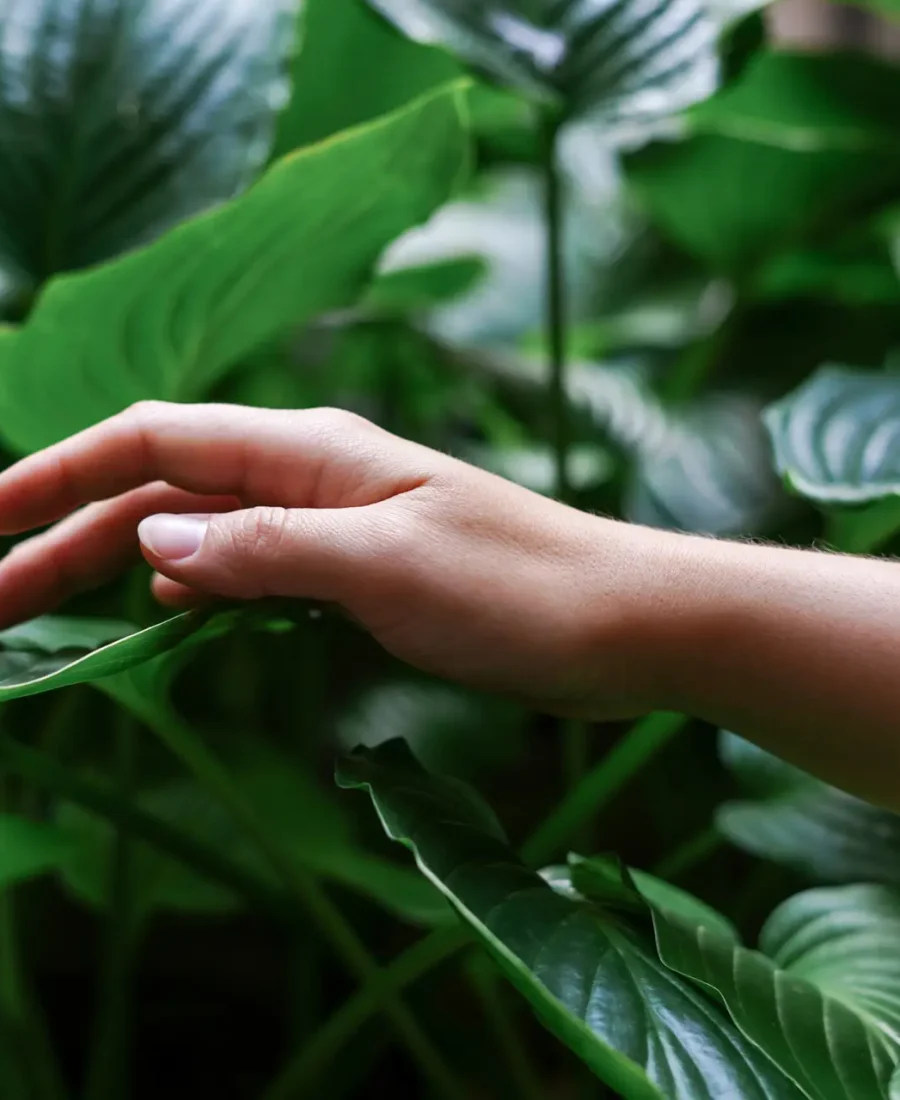 Woman touching green leaves in the forest. Beauty in nature